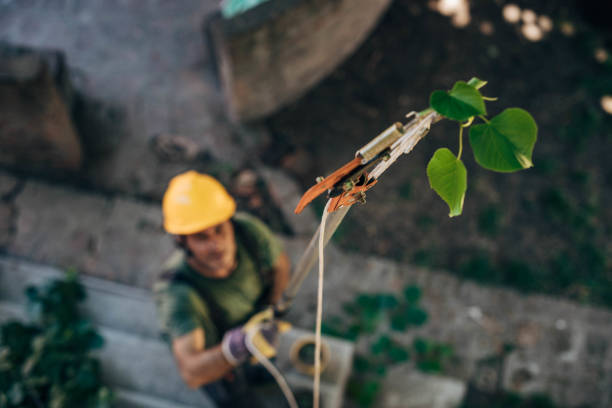  Little Silver, NJ Tree Removal Pros