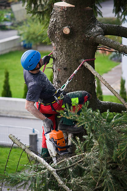 Best Stump Grinding and Removal  in Little Silver, NJ