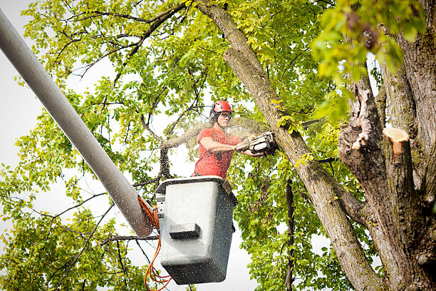 How Our Tree Care Process Works  in  Little Silver, NJ