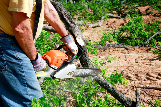 Professional Tree Removal in Little Silver, NJ